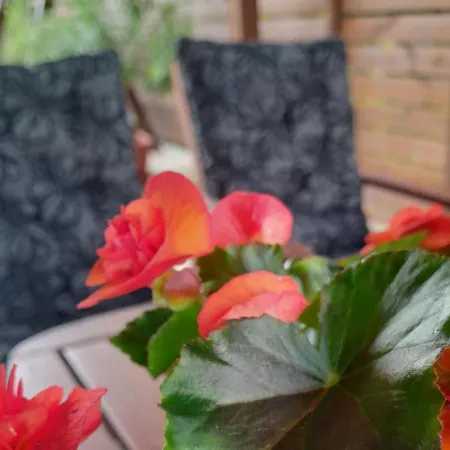 Dom wakacyjny Papp Vendeghaz *