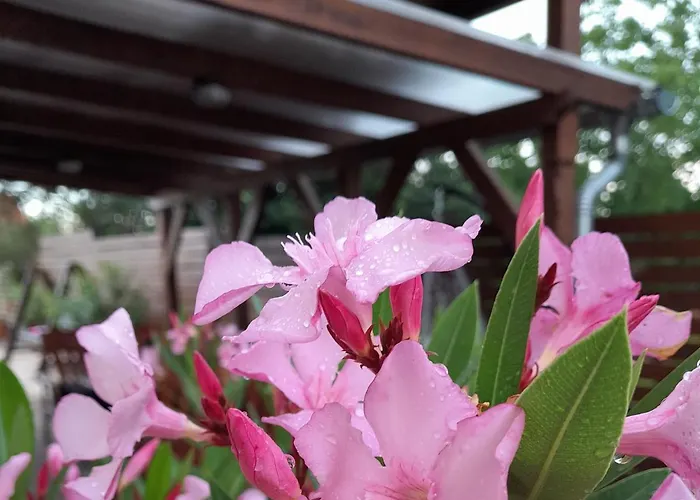 Papp Vendeghaz בית נופש